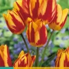 Tulipa Wonder Club 5 tulpenbollen
