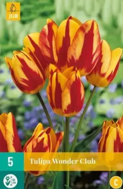Tulipa Wonder Club 5 tulpenbollen