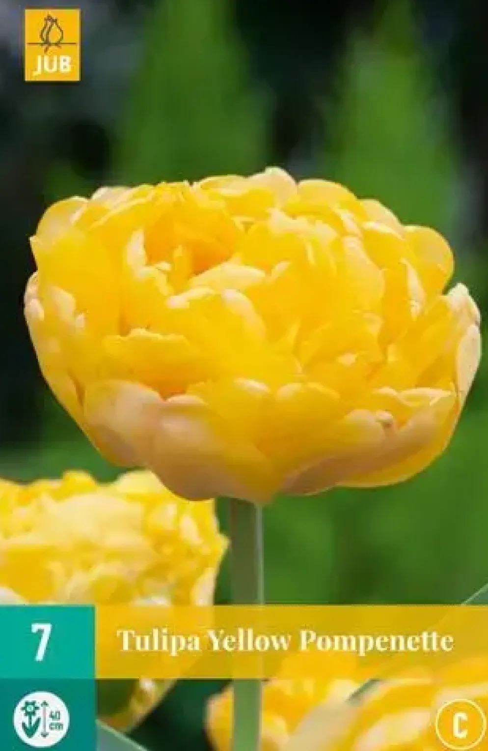 Tulipa Yellow Pompenette 7 tulpenbollen