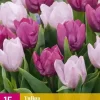Tulpen Candy Purple Prince mix 15 tulpenbollen