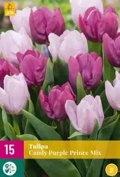 Tulpen Candy Purple Prince mix 15 tulpenbollen