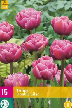 Tulpen double lilac 15st