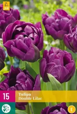 Tulpen double lilac 15st
