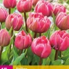 Tulpen double pink 15st