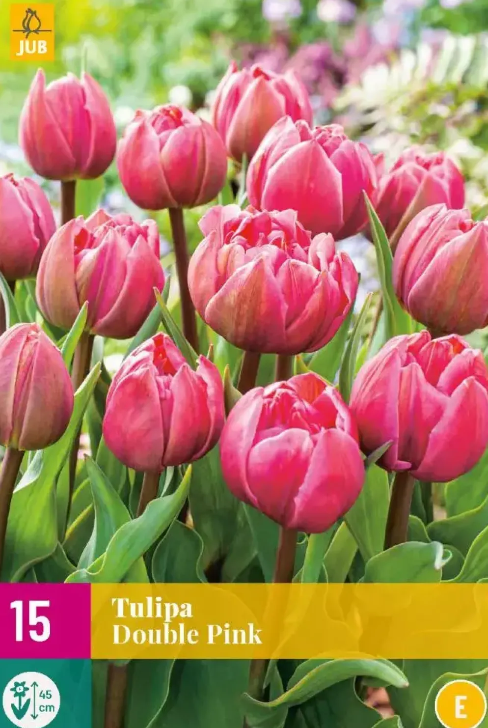 Tulpen double pink 15st