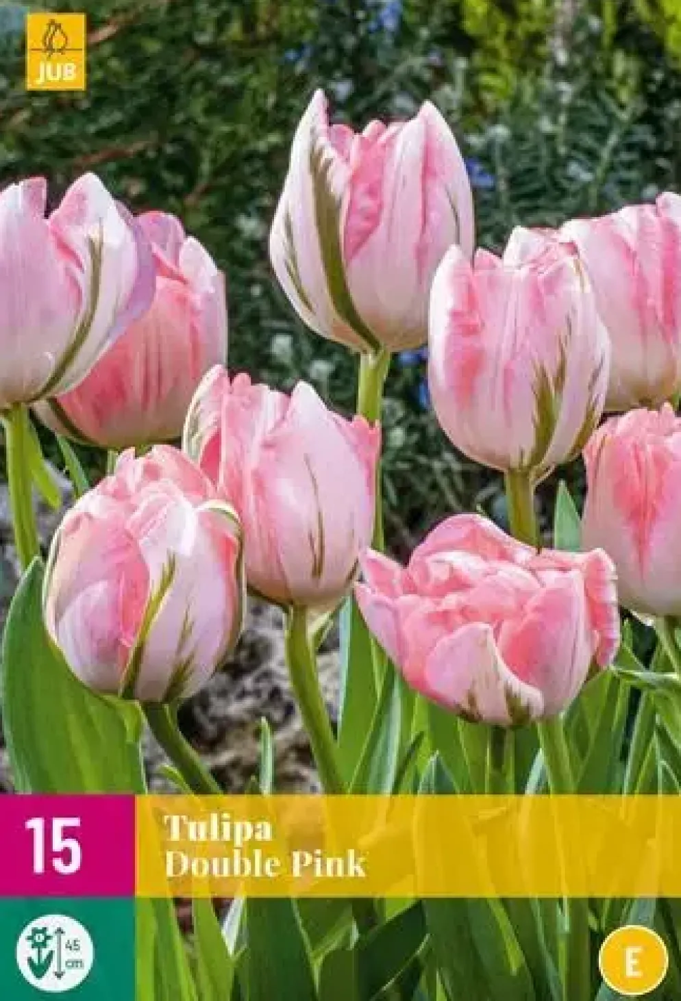Tulpen double pink 15st