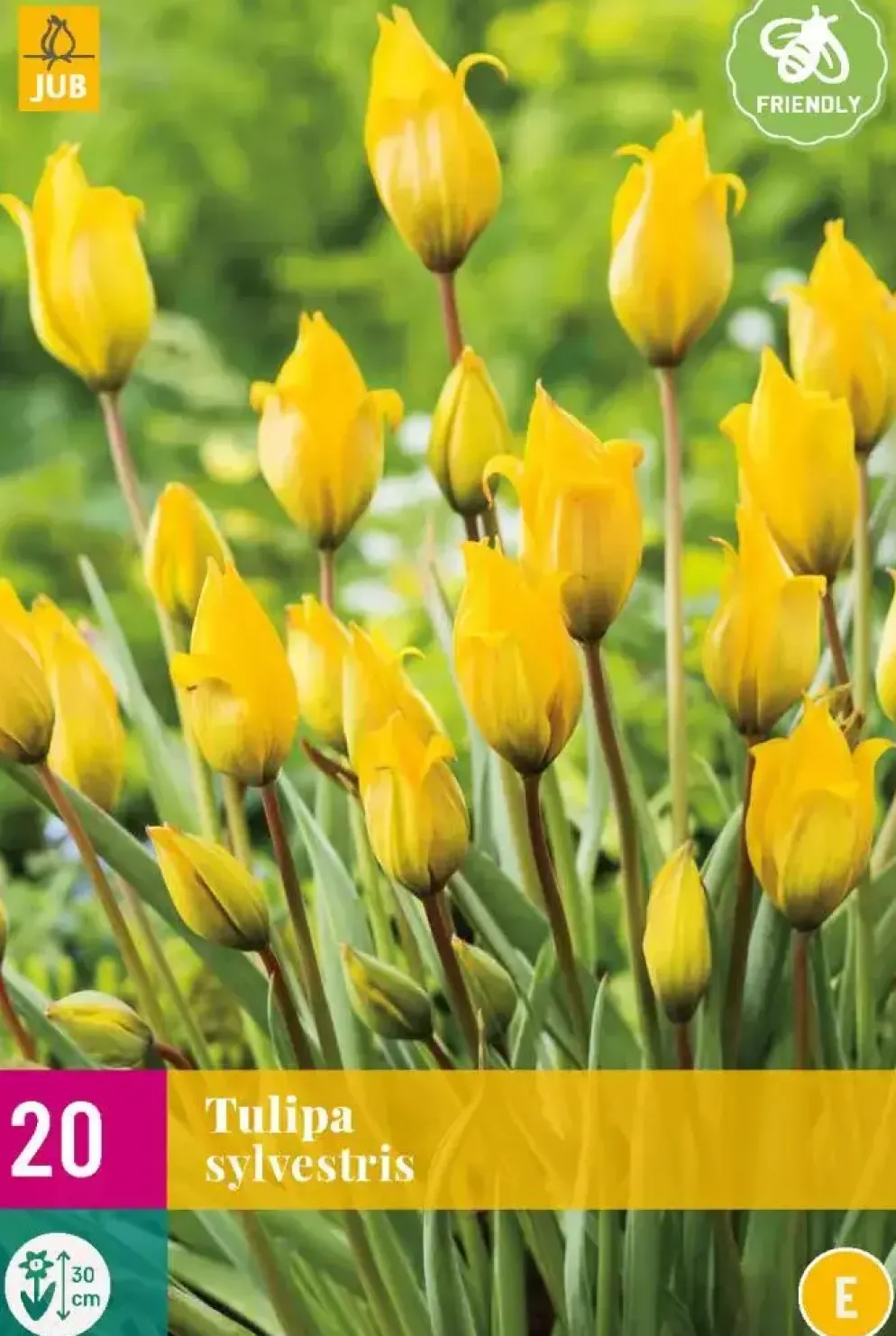 Tulpen sylvestris 20st