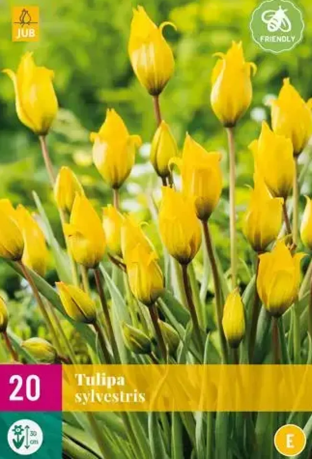 Tulpen sylvestris 20st