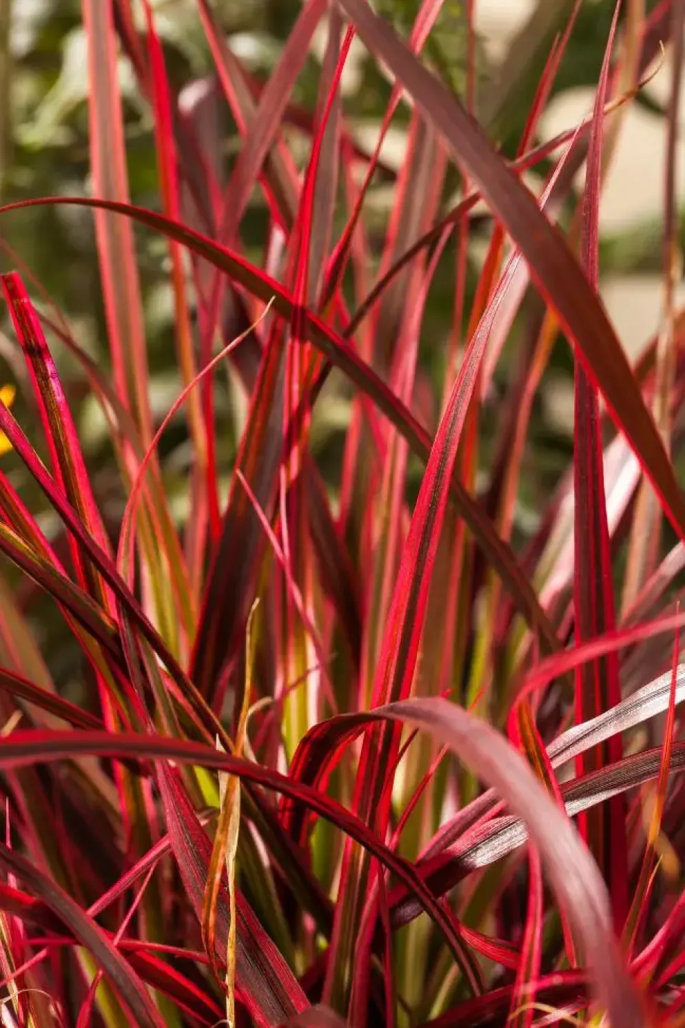 Uncinia rubra 'Everflame' (Uncinia 'Everflame')