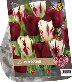 Urban flowers - perfection 15 stuks