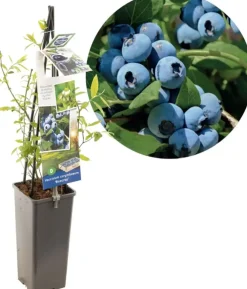 Vaccinium corymbosum 'Bluecrop' (Bosbes) fruitplant 60cm