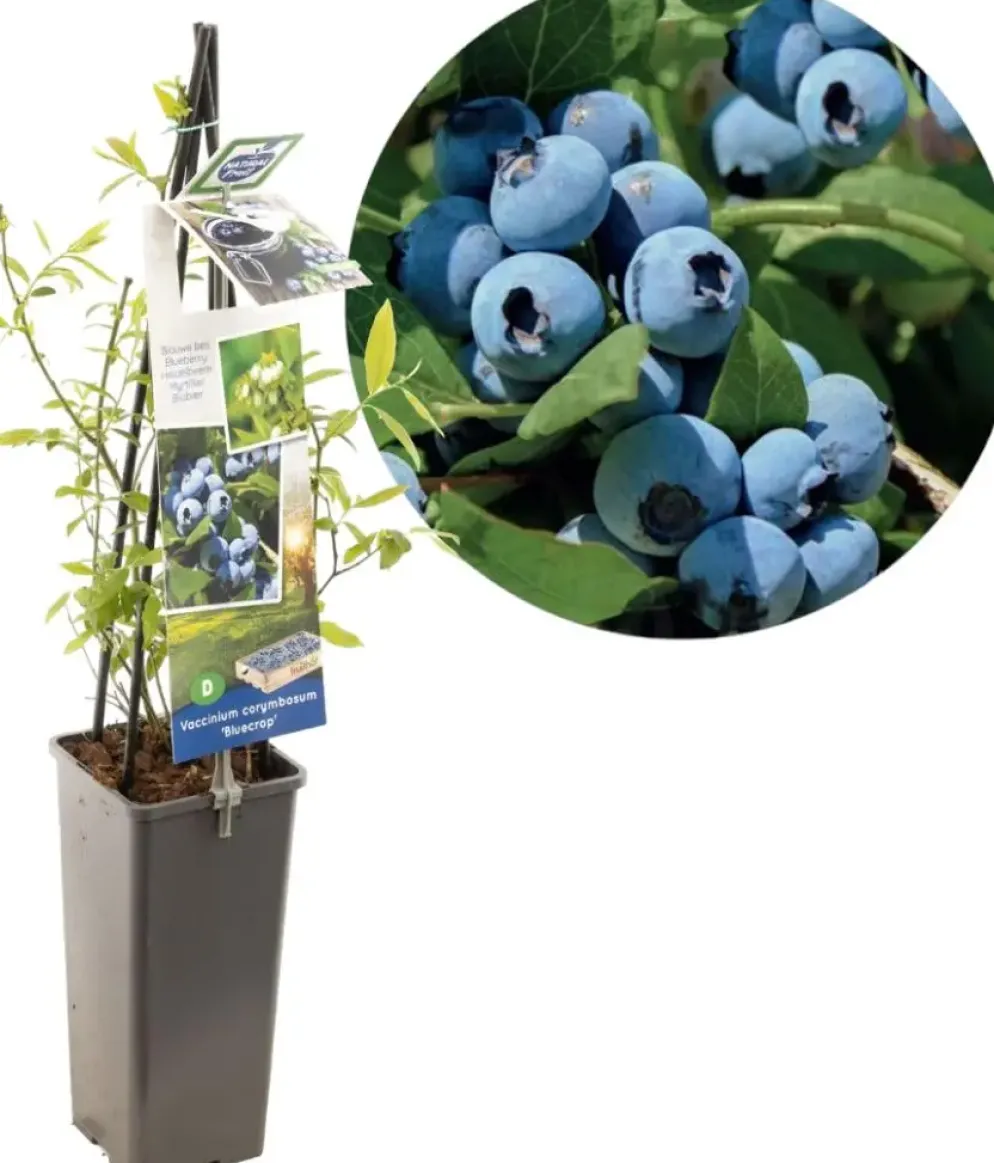 Vaccinium corymbosum 'Bluecrop' (Bosbes) fruitplant 60cm