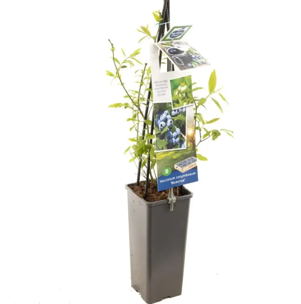 Vaccinium corymbosum 'Bluecrop' (Bosbes) fruitplant 60cm