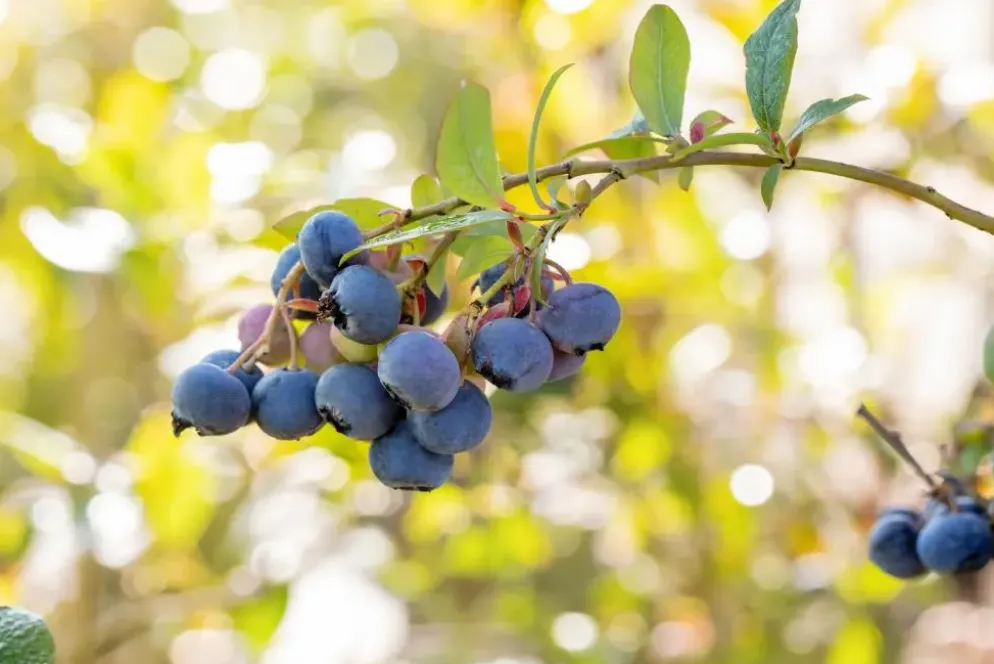 Vaccinium corymbosum 'Bluecrop' (Bosbes) fruitplant 60cm