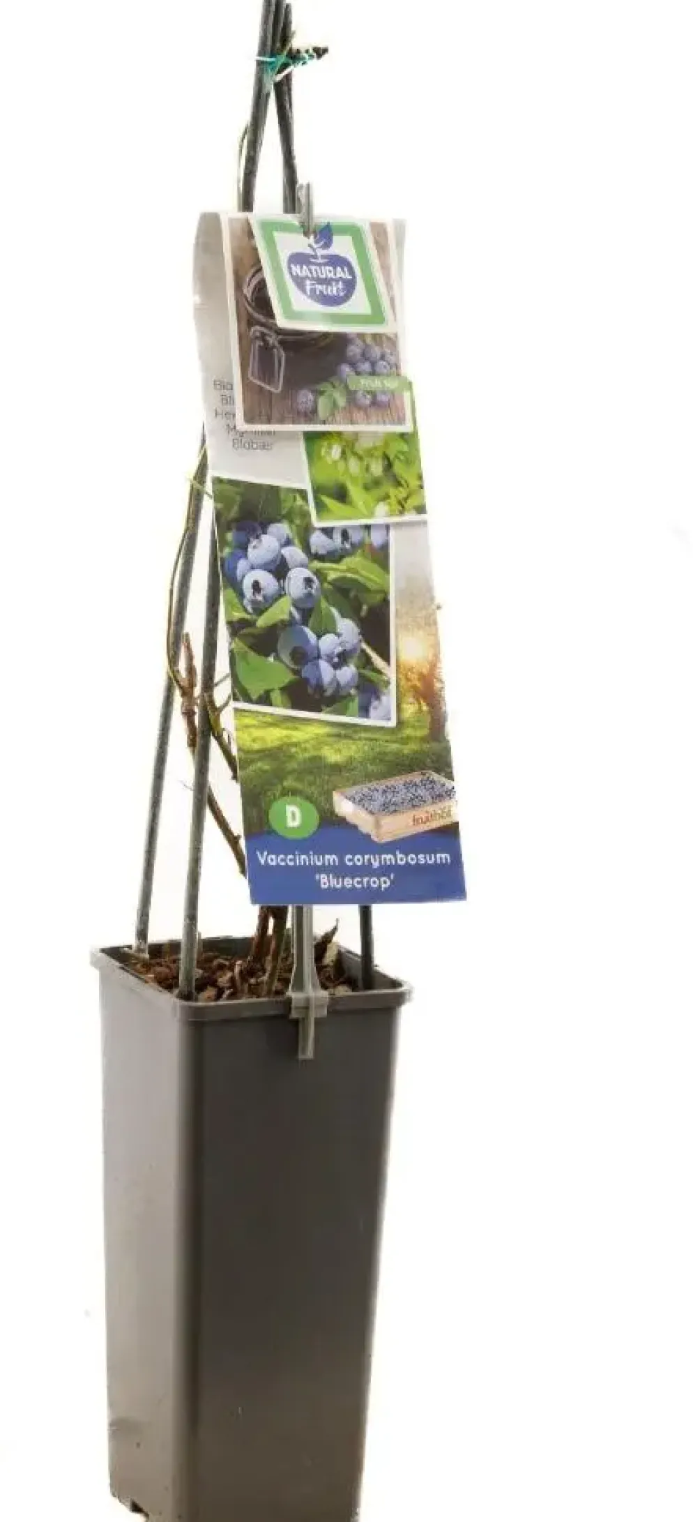Vaccinium corymbosum 'Bluecrop' (Bosbes) fruitplant 60cm