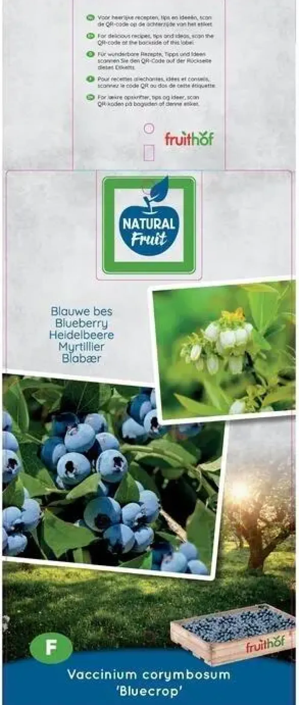 Vaccinium corymbosum 'Bluecrop' (Bosbes) fruitplant 60cm