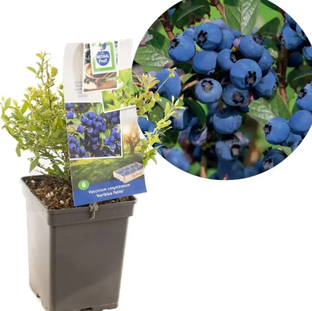Vaccinium corymbosum 'Hortblue Petite' (Bosbes) fruitplant 60cm