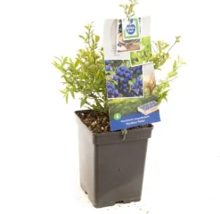 Vaccinium corymbosum 'Hortblue Petite' (Bosbes) fruitplant 60cm
