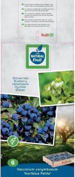 Vaccinium corymbosum 'Hortblue Petite' (Bosbes) fruitplant 60cm