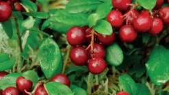Vaccinium macrocarpon (Bosbes) fruitplant 40cm
