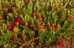 Vaccinium macrocarpon (Bosbes) fruitplant 40cm