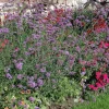 Verbena bonariensis (IJzerhard)