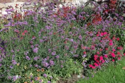Verbena bonariensis (IJzerhard)