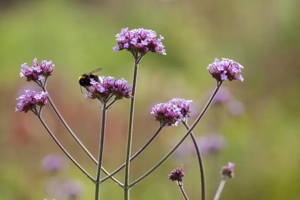 Verbena bonariensis (IJzerhard)