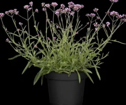 Verbena bonariensis (IJzerhard)