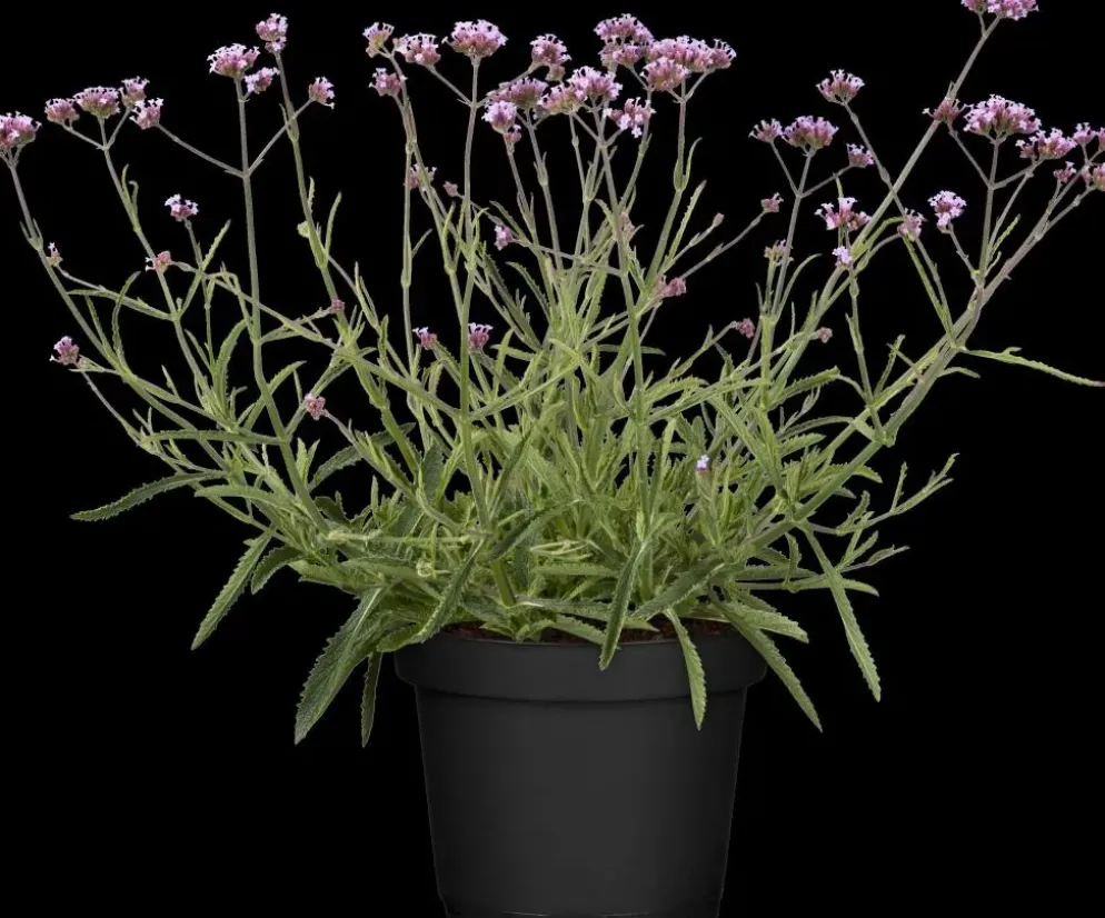 Verbena bonariensis (IJzerhard)