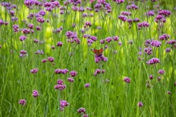 Verbena bonariensis (IJzerhard)