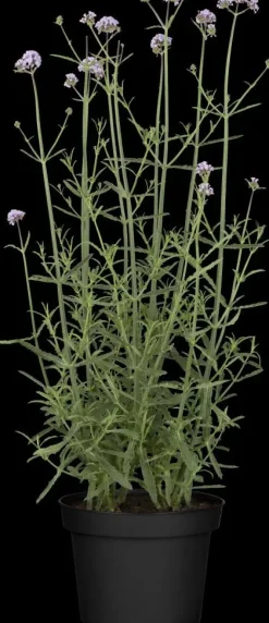 Verbena bonariensis (IJzerhard)