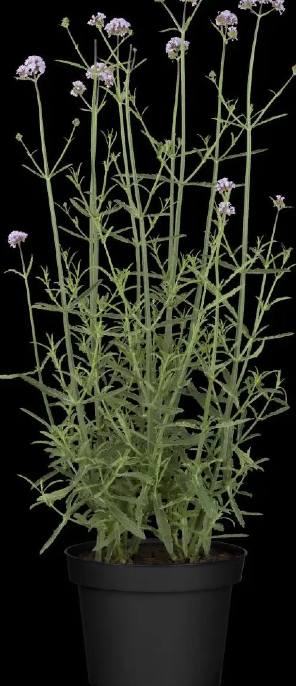 Verbena bonariensis (IJzerhard)