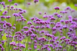 Verbena bonariensis (IJzerhard)