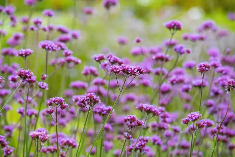 Verbena bonariensis (IJzerhard)