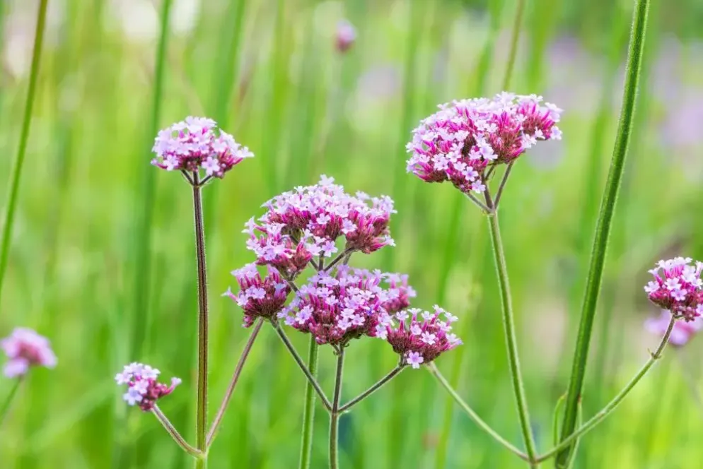 Verbena bonariensis (IJzerhard)