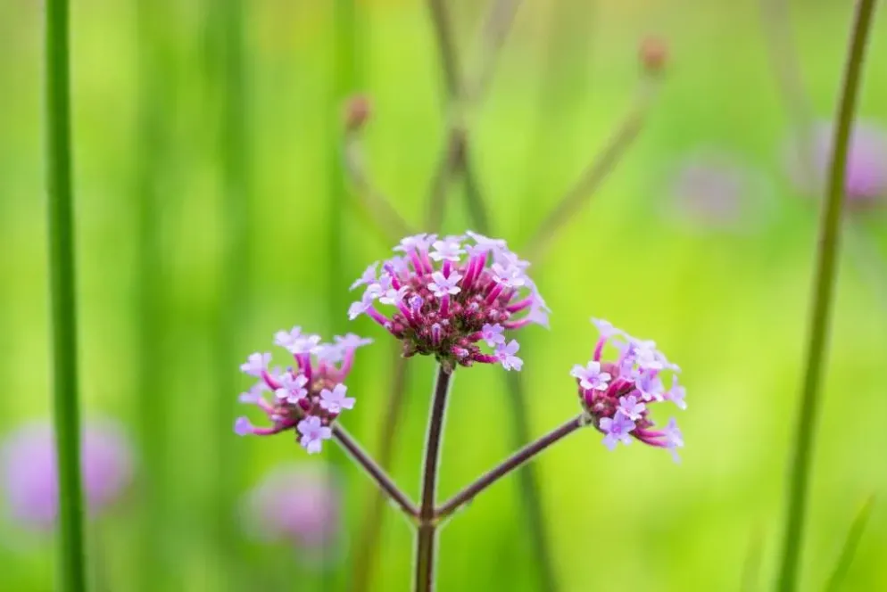 Verbena bonariensis (IJzerhard)
