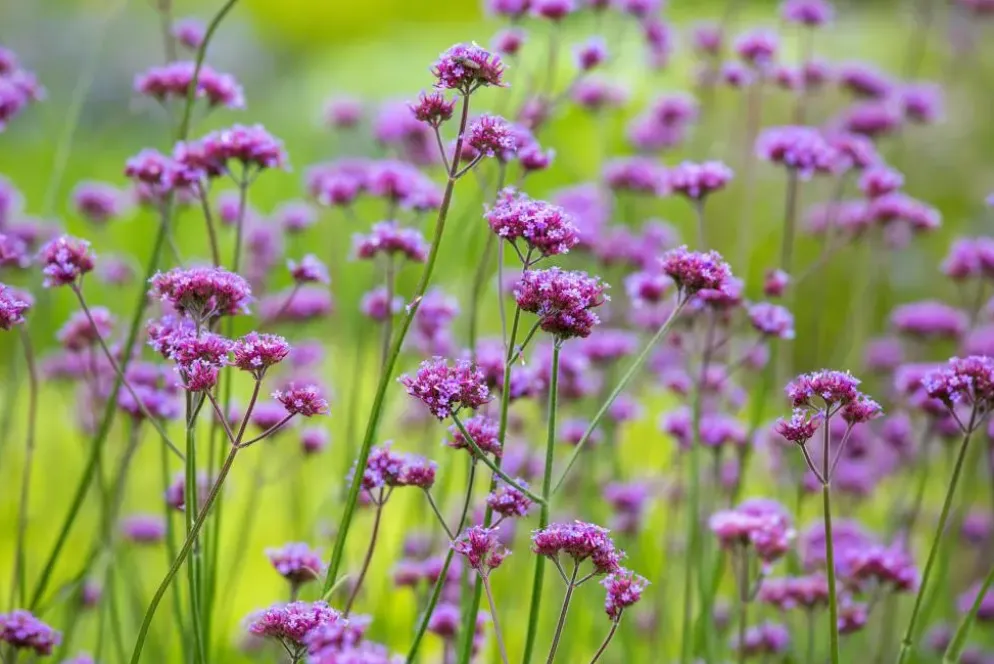Verbena bonariensis (IJzerhard)