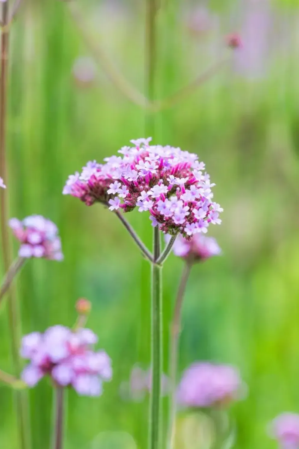 Verbena bonariensis (IJzerhard)