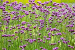 Verbena bonariensis (IJzerhard)