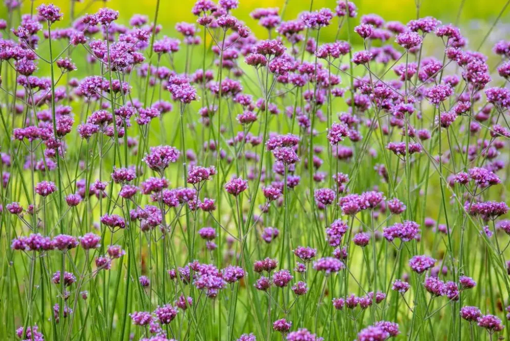Verbena bonariensis (IJzerhard)