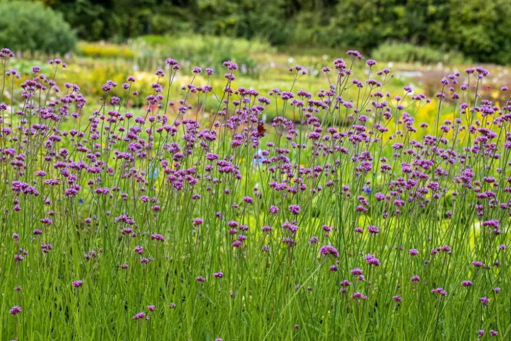 Verbena bonariensis (IJzerhard)