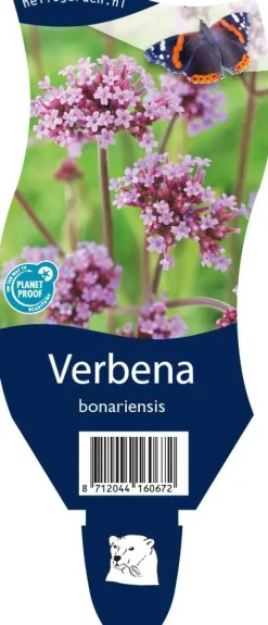 Verbena bonariensis (IJzerhard)