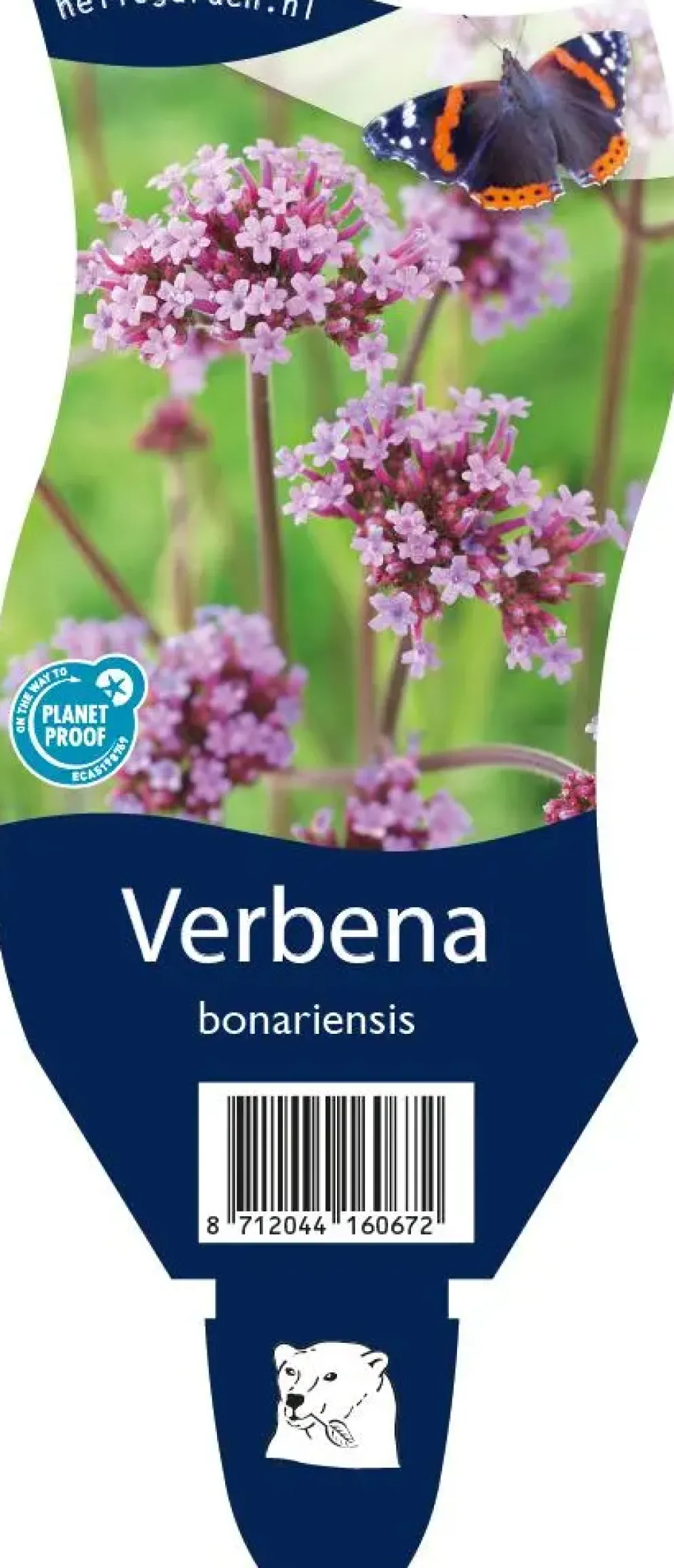 Verbena bonariensis (IJzerhard)