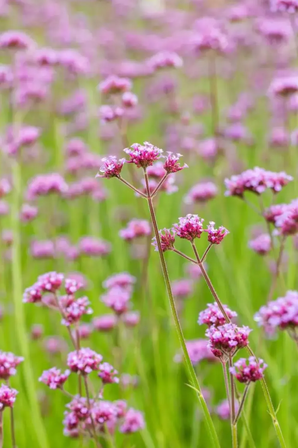 Verbena bonariensis (IJzerhard)