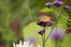 Verbena bonariensis (IJzerhard)
