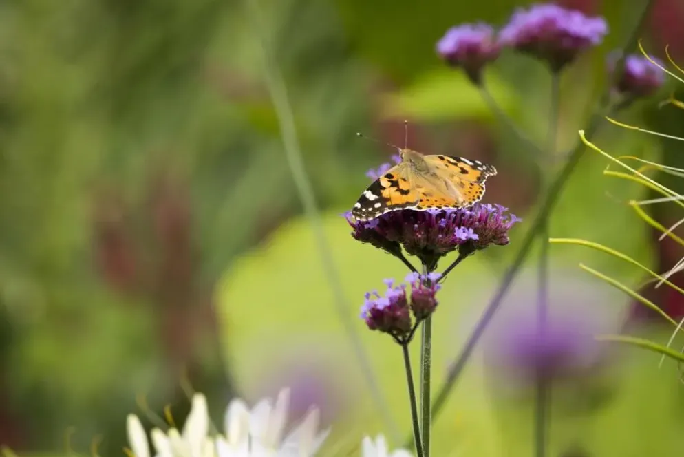 Verbena bonariensis (IJzerhard)
