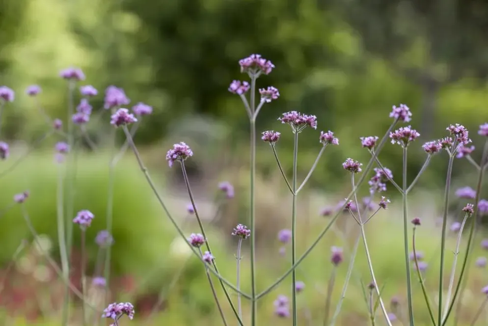 Verbena bonariensis (IJzerhard)