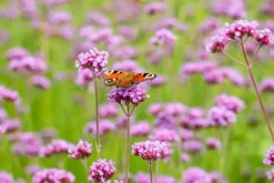 Verbena bonariensis (IJzerhard)