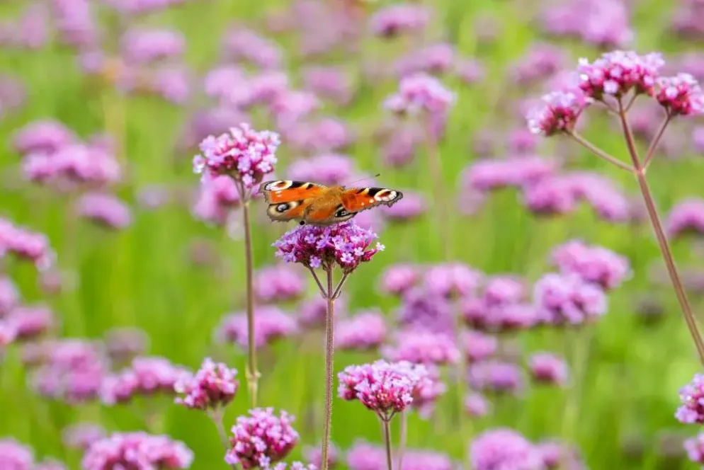 Verbena bonariensis (IJzerhard)